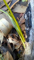 Diuris maculata