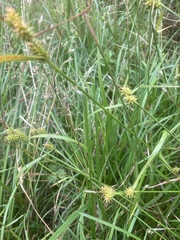 Carex hostiana