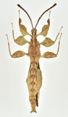 Acentetaphyllium miyashitai