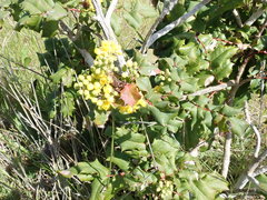 Berberis pinnata pinnata
