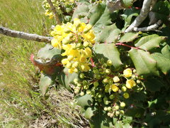 Berberis pinnata pinnata