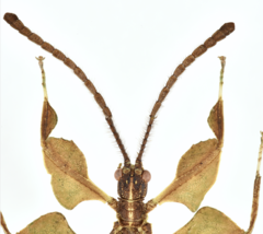 Acentetaphyllium miyashitai