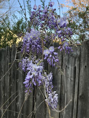 Wisteria frutescens