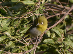 Zosterops xanthochroa