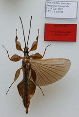 Acentetaphyllium stellae