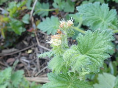 Phacelia malvifolia
