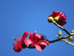 Bombax ceiba