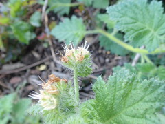 Phacelia malvifolia