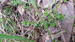 Sherardia arvensis