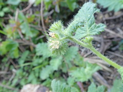 Phacelia malvifolia