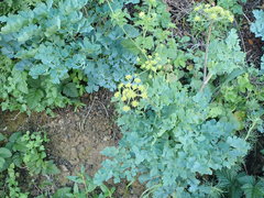 Lomatium californicum