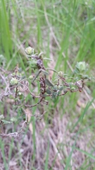 Hibbertia