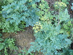 Lomatium californicum