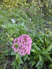 Centranthus ruber