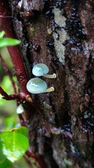Mycena cyanocephala