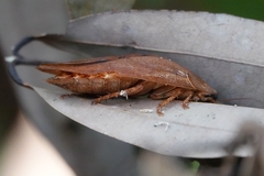 Pseudophoraspis nebulosa