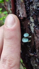 Mycena cyanocephala