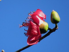 Bombax ceiba