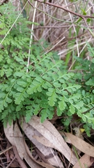 Anogramma leptophylla
