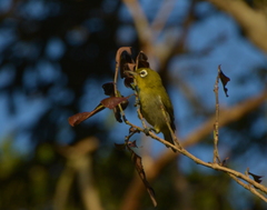 Zosterops xanthochroa