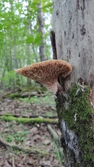 Fungi
