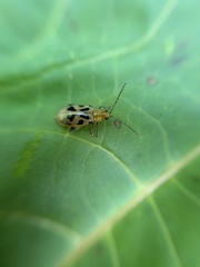 Systena nigroplagiata