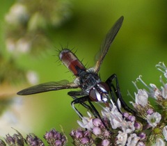 Cylindromyia bicolor