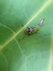 Systena nigroplagiata