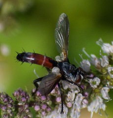 Cylindromyia bicolor