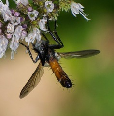 Cylindromyia bicolor