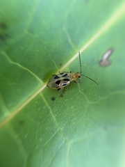 Systena nigroplagiata