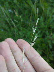 Poaceae