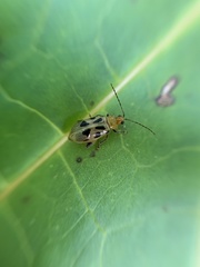 Systena nigroplagiata