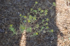 Centromadia fitchii