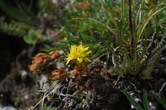 Sedum lanceolatum lanceolatum