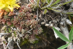 Sedum lanceolatum lanceolatum