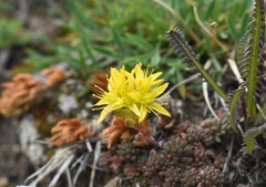 Sedum lanceolatum lanceolatum