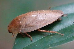 Pseudophoraspis nebulosa