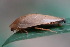 Pseudophoraspis nebulosa