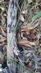 Diuris maculata
