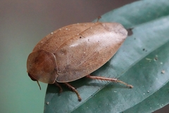 Pseudophoraspis nebulosa