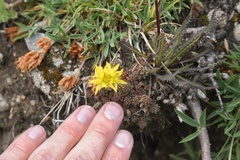 Sedum lanceolatum lanceolatum
