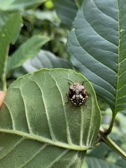 Chinavia marginata