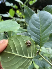 Chinavia marginata