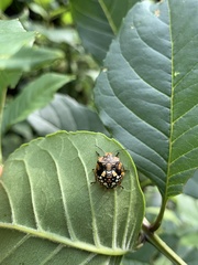 Chinavia marginata