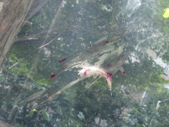 Streptopelia orientalis