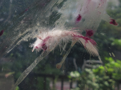 Streptopelia orientalis