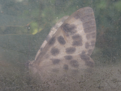 Antipercnia albinigrata