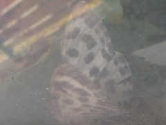 Antipercnia albinigrata