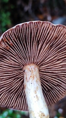 Cortinarius austrosalor
